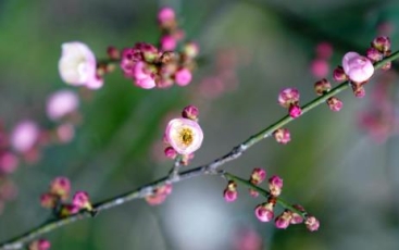 杭州：孤山賞梅